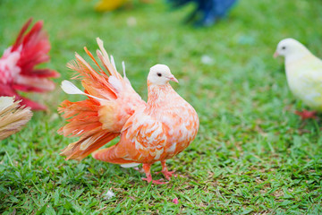Pigeon. A colorful dove. It was originally white but was dyed into colorful theme in order to attract tourists.