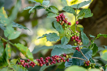 Close up view group of ripe coffee berries getting red on coffee tree branches at plantation