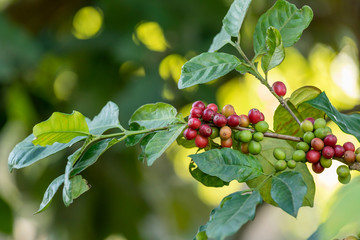 Close up view group of ripe coffee berries getting red on coffee tree branches at plantation