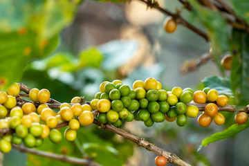 Close up view group of ripe coffee berries getting yellow on coffee tree branches at plantation