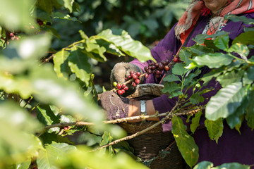 Local mountaineer harvesting fresh red arabica coffee berries from coffee tree branch at plantation