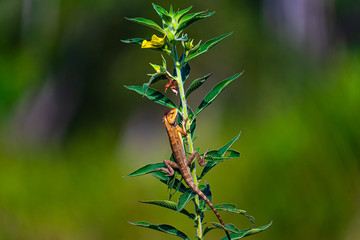 Changeable lizard on a plant