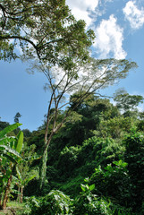 Colombian coffee process with beautiful landscapes