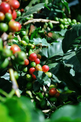 Colombian coffee process with beautiful landscapes