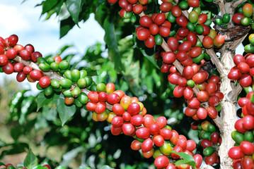 Colombian coffee process with beautiful landscapes