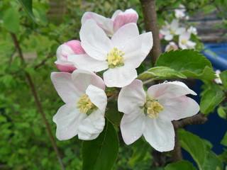 Fototapeta premium Apple blossom