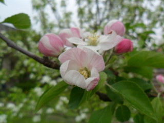 Apple blossom