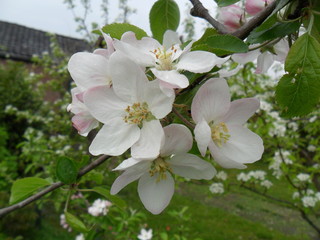 Apple blossom