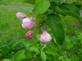 Apple blossom