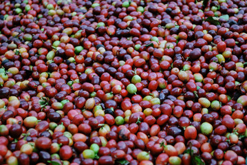 Colombian coffee process with beautiful landscapes