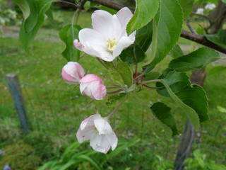 Apple blossom