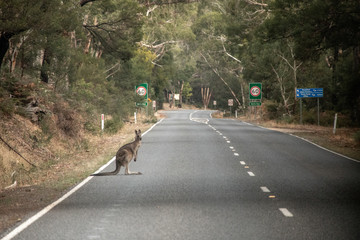 Känguru auf Highway © Victoria