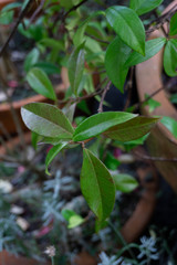 A set of leaves