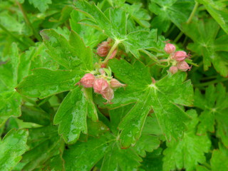 Geranium