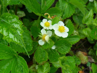 strawberry blossom