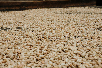 Colombian coffee process with beautiful landscapes