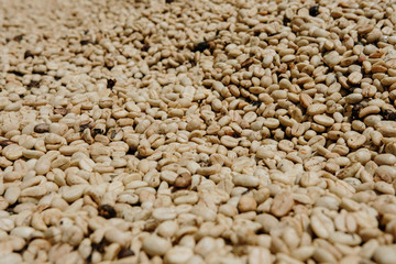 Colombian coffee process with beautiful landscapes