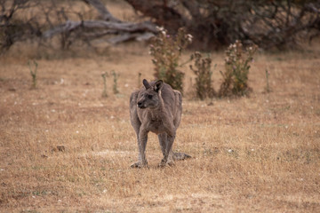 Känguru steht auf Wiese