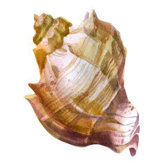 Watercolor illustration. Sea shell. Summer theme, beach and relaxation.