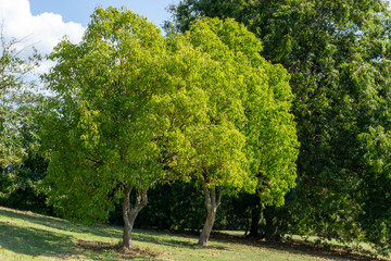 Fototapeta premium A tree in the park