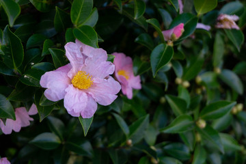 Pink flower in the garden