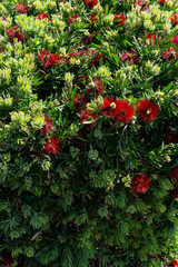 Red flowers in garden