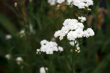 Achillea ptarmica. Perennial white flowers bloom in the garden all summer.