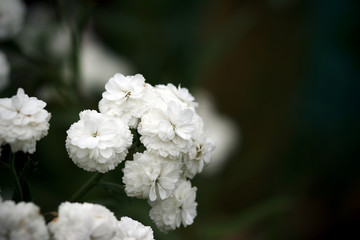 Achillea ptarmica. Perennial white flowers bloom in the garden all summer.