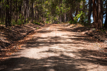 Empty gravel road in the forest