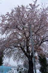 桜と雪