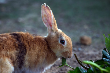 Bunny rabbit eating in farm