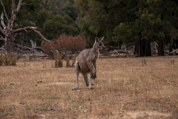 Känguru auf Gras