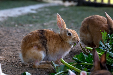 Bunny rabbit eating in farm