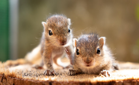 Baby squirrels looking out for their mother