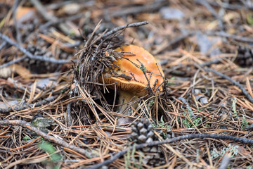 Russula mushroom with brittle hat grows on moss in pine forest on summer day.