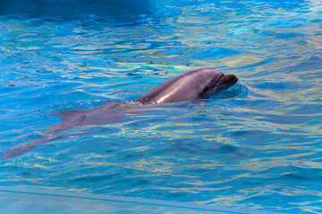 Dolphin swims in the water