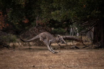 Känguru im Sprung