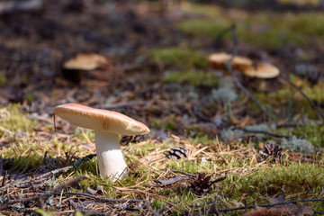 Russula mushroom with brittle hat grows on moss in pine forest on summer day.