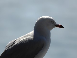 Seagull with sunlight highlights