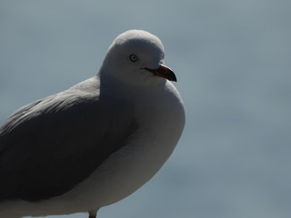 Seagull poses