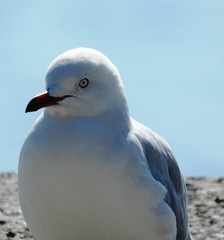 Close up of seagull