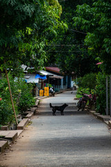 Dog in Old Town Luang prabang laos asia