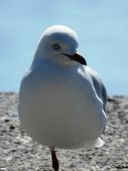 Closeup of Seagull