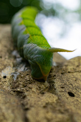 caterpillar on a leaf