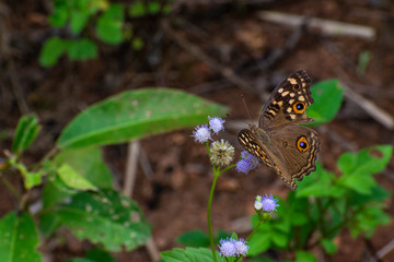 butterfly on a flower