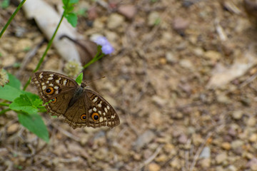butterfly on a leaf
