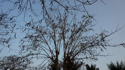 Dry tree in the garden