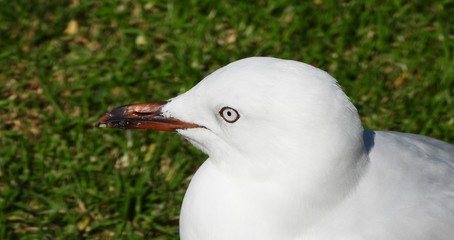 Closeup of Seagull on green grass