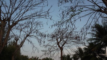 Dry tree in the garden