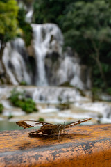 Butterfly at Kouang Si Waterfall Laos Asia